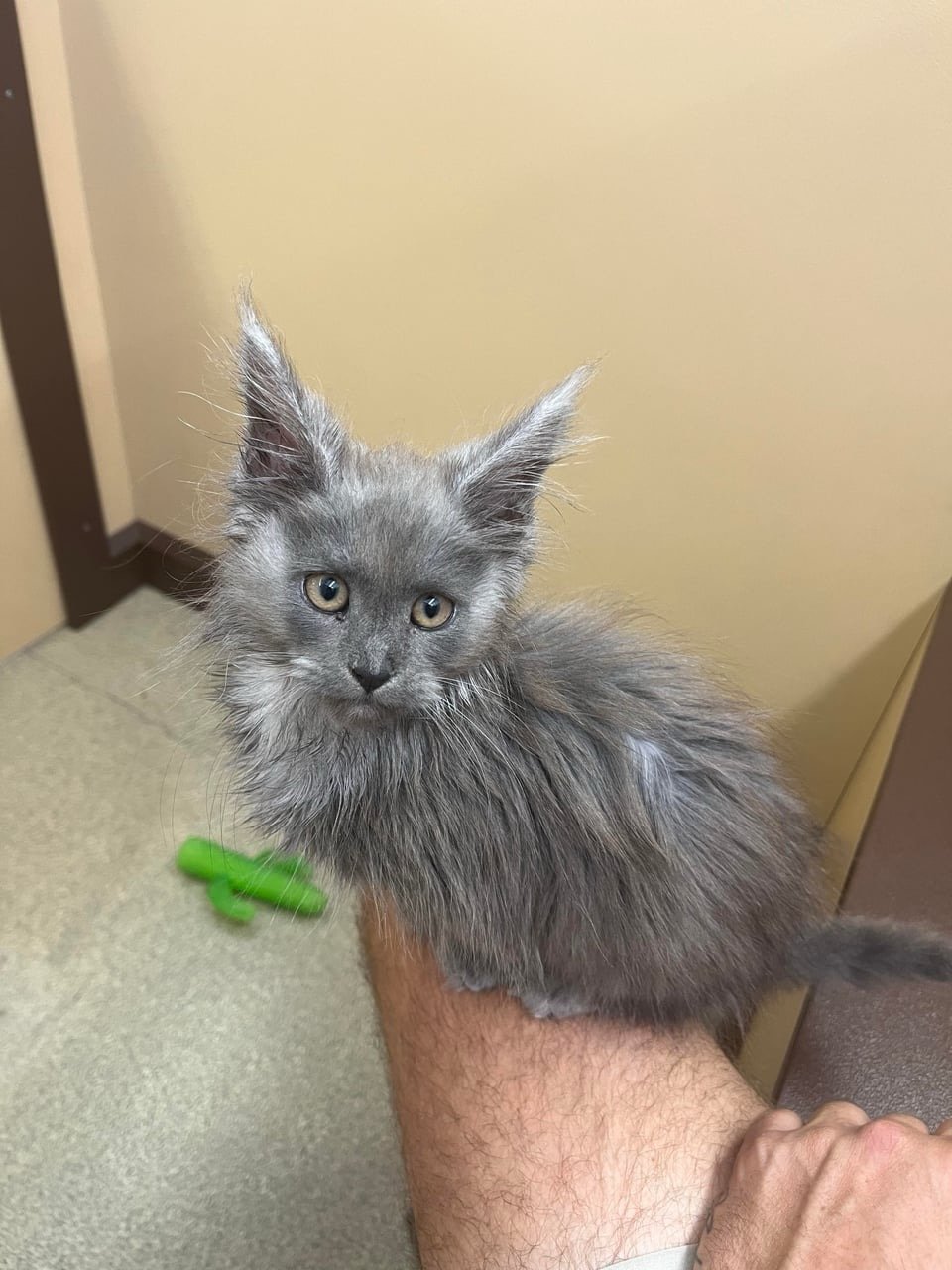 Leo - Blue Smoke Maine Coon Kitten