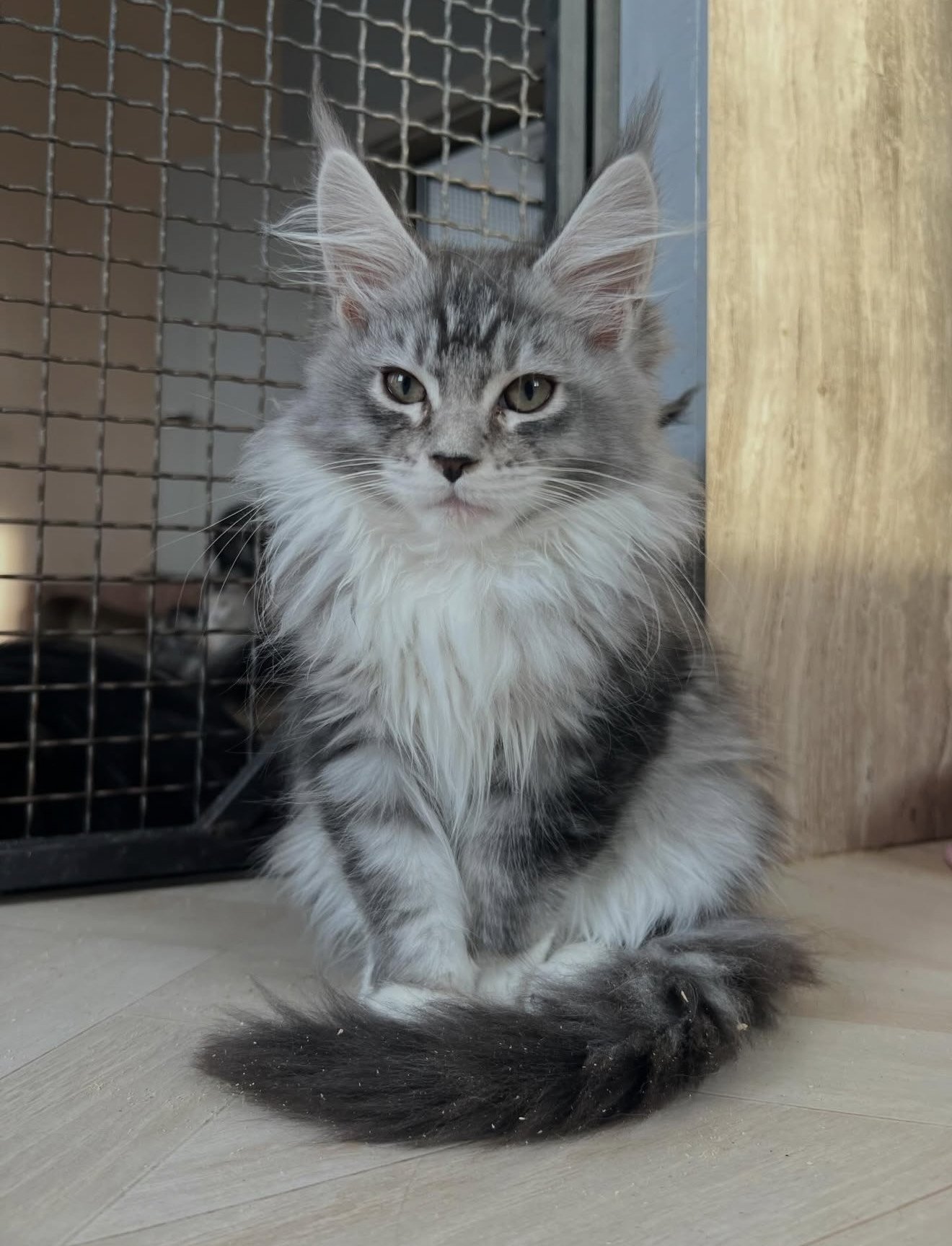 Luna - Silver Tabby Maine Coon Kitten