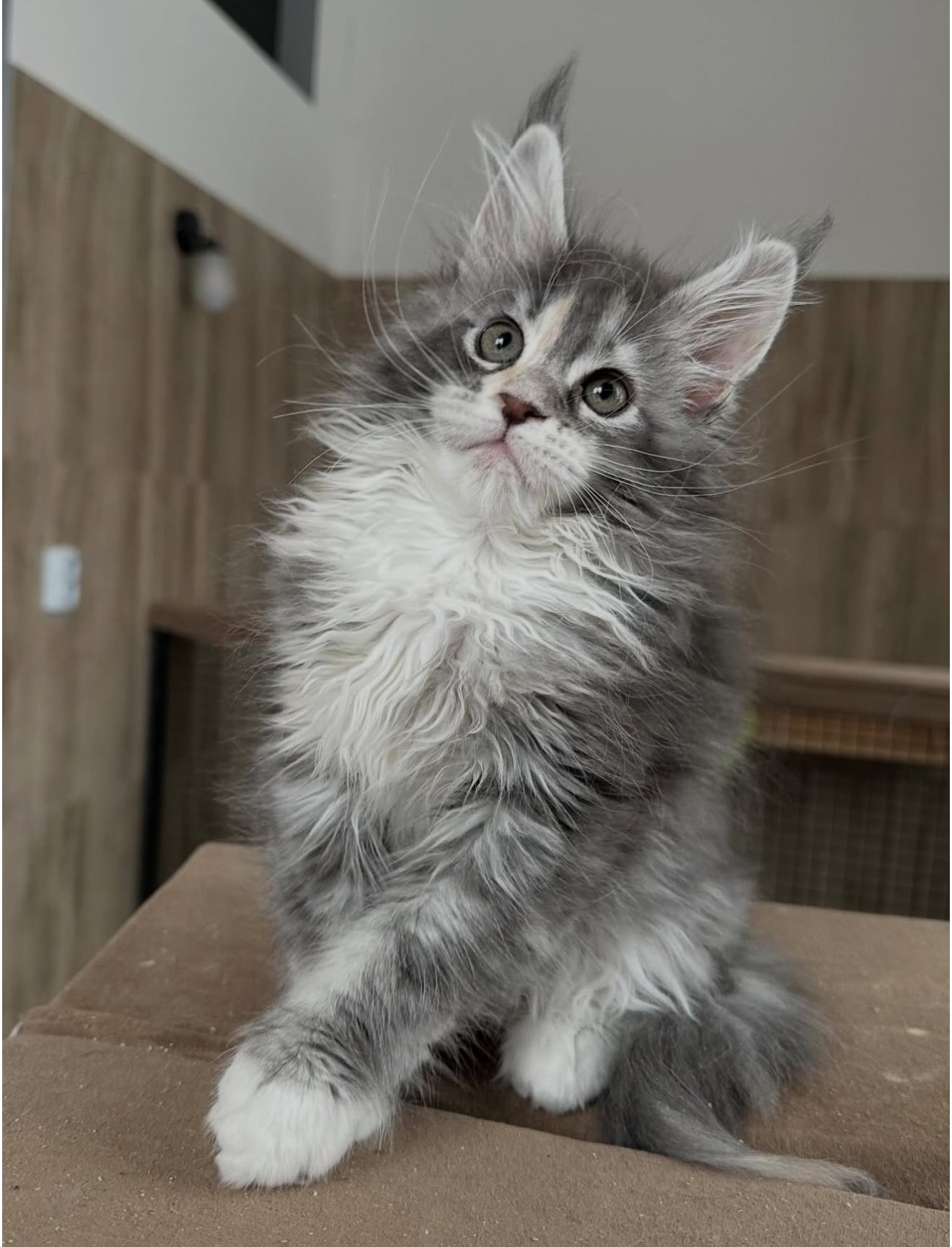 Misty - Silver Patched Tabby Female Maine Coon Kitten for Sale