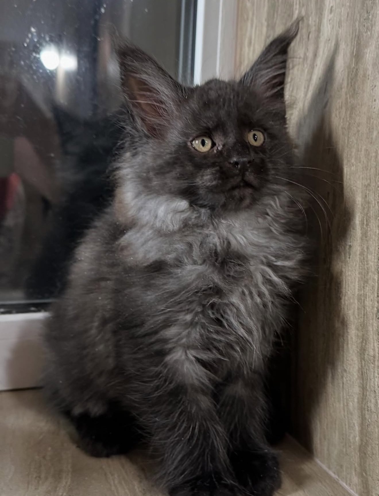 Simba - Black Smoke Maine Coon Kitten