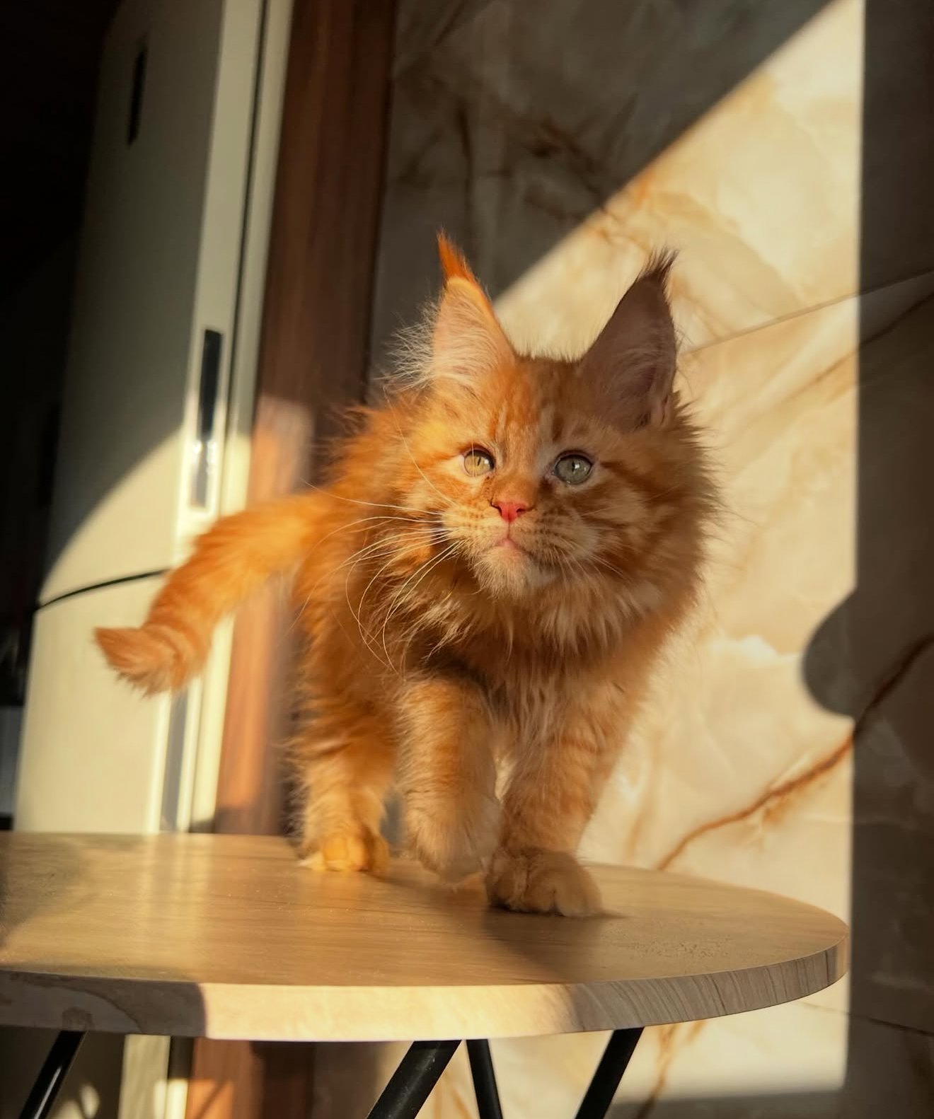 Thor - Red Silver Maine Coon Kitten