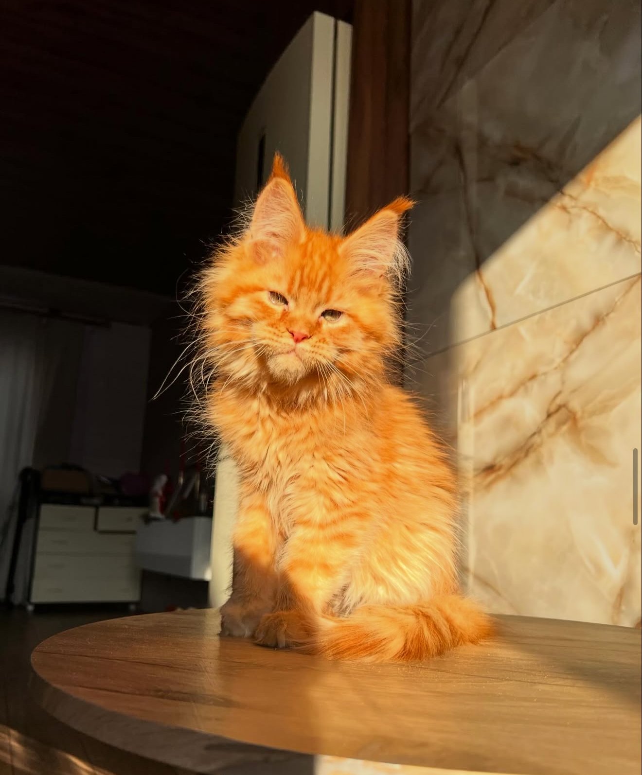 Thor - Red Silver Male Maine Coon Kitten for Sale