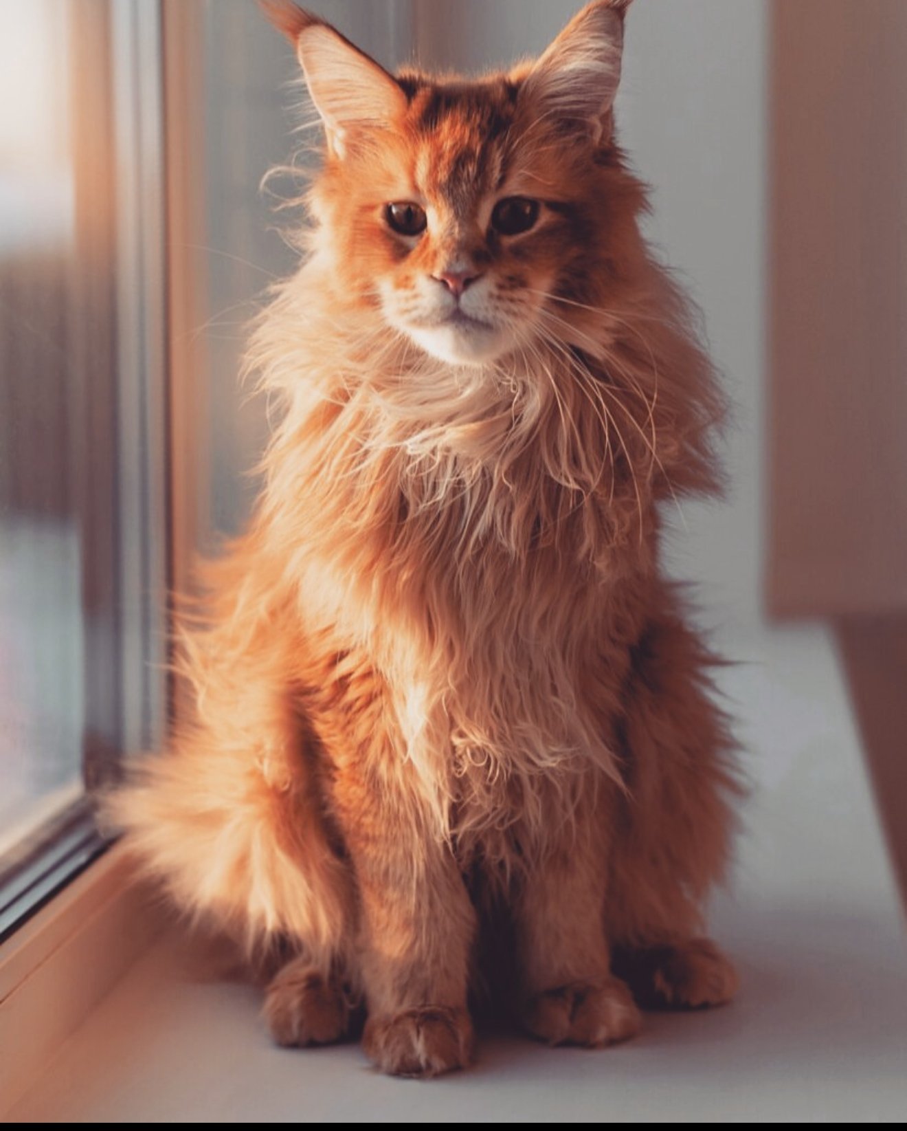 Magnus - Champion Maine Coon Stud