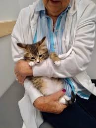 David & Lisa Thompson